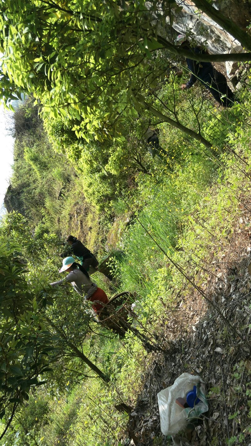 茶！白茶！老鹰茶！老林茶！大茶！红茶