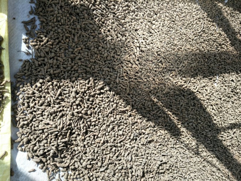 蕨麻人参果青海人参果俗称蕨麻，是中国青海天然野生植物