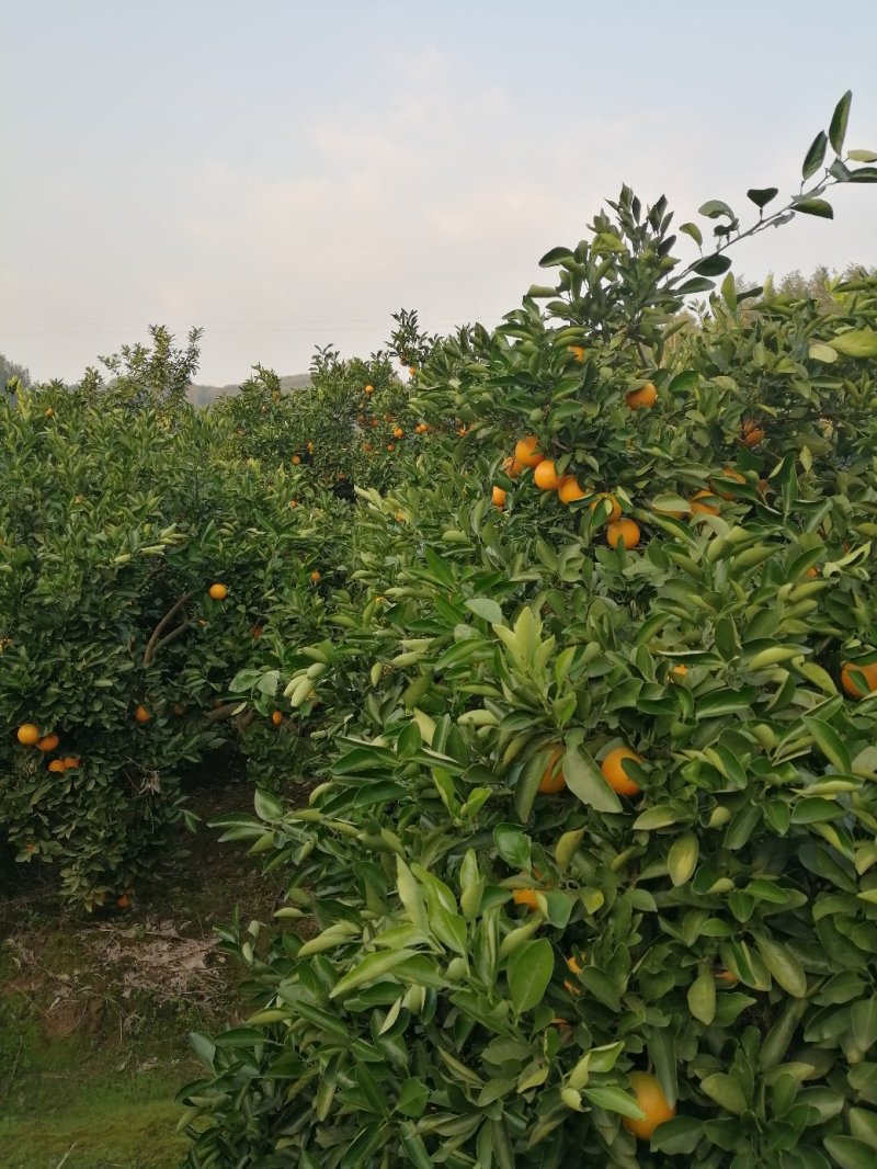 冰糖橙