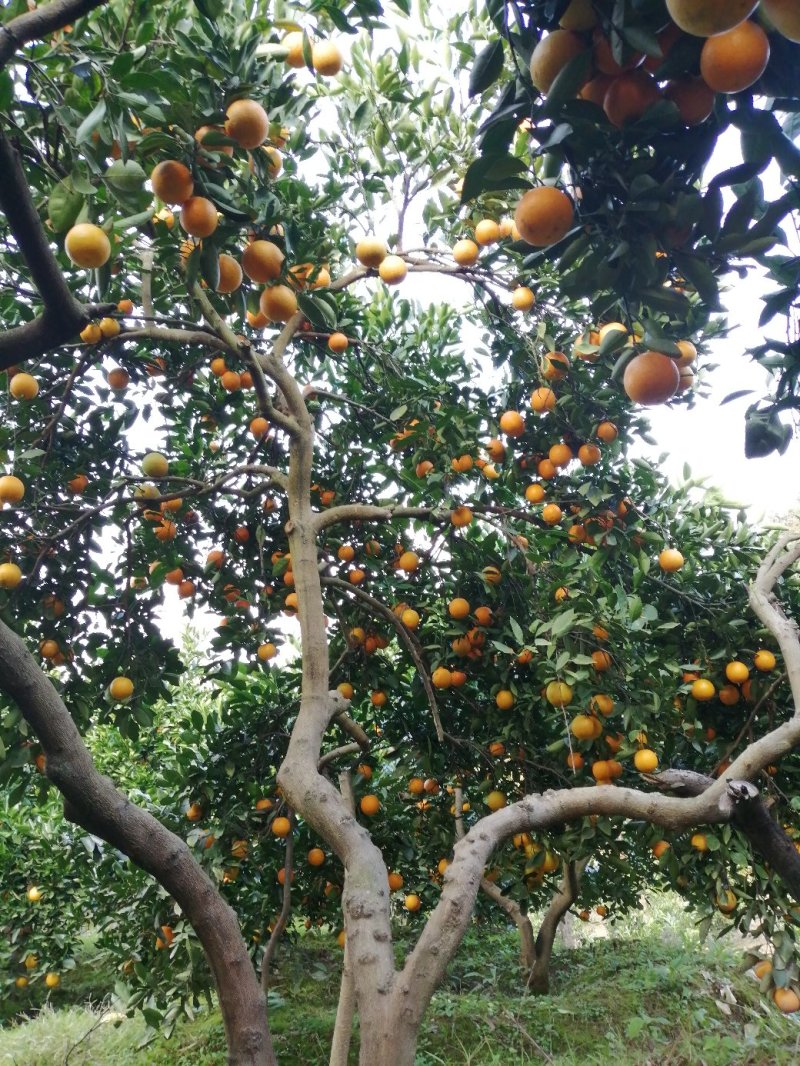 冰糖橙