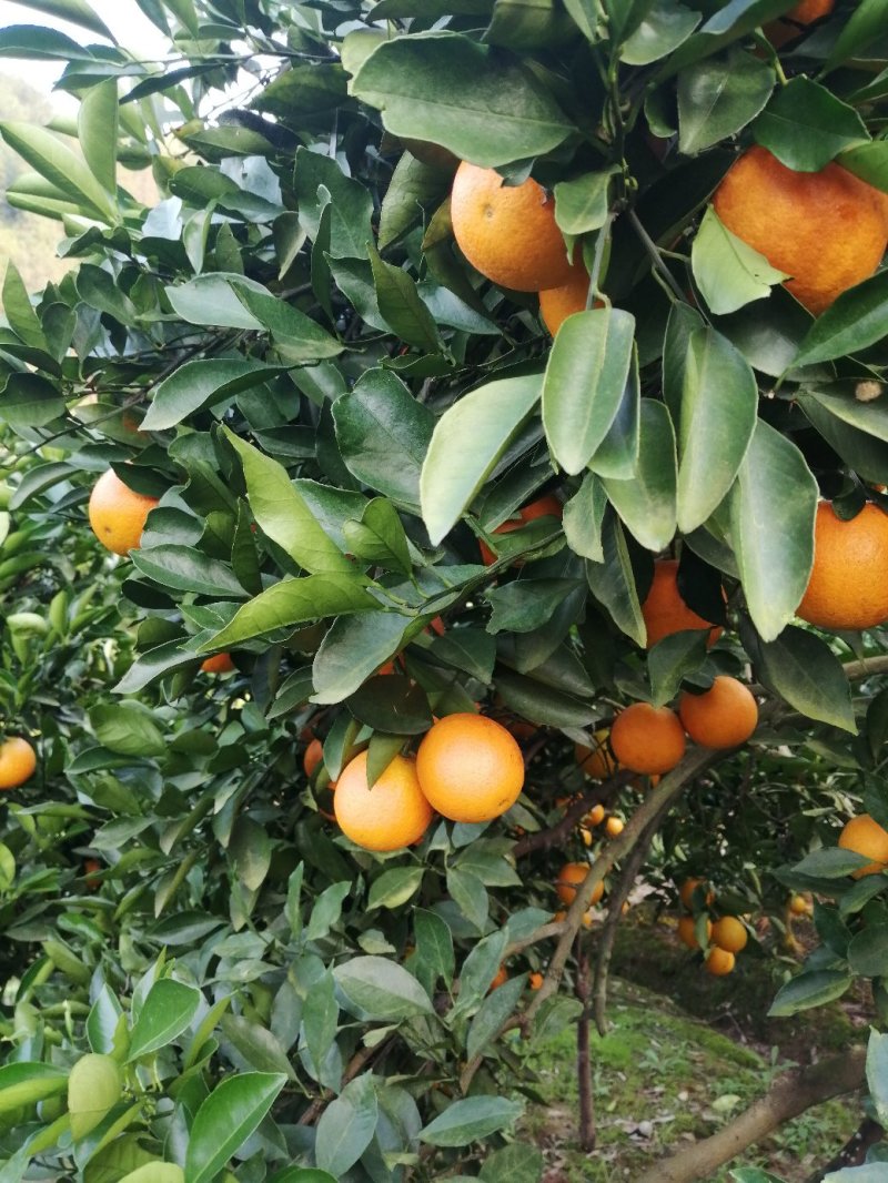 冰糖橙