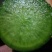 水果萝卜1.5-2.5斤起，口感甜脆，大棚种植，现货