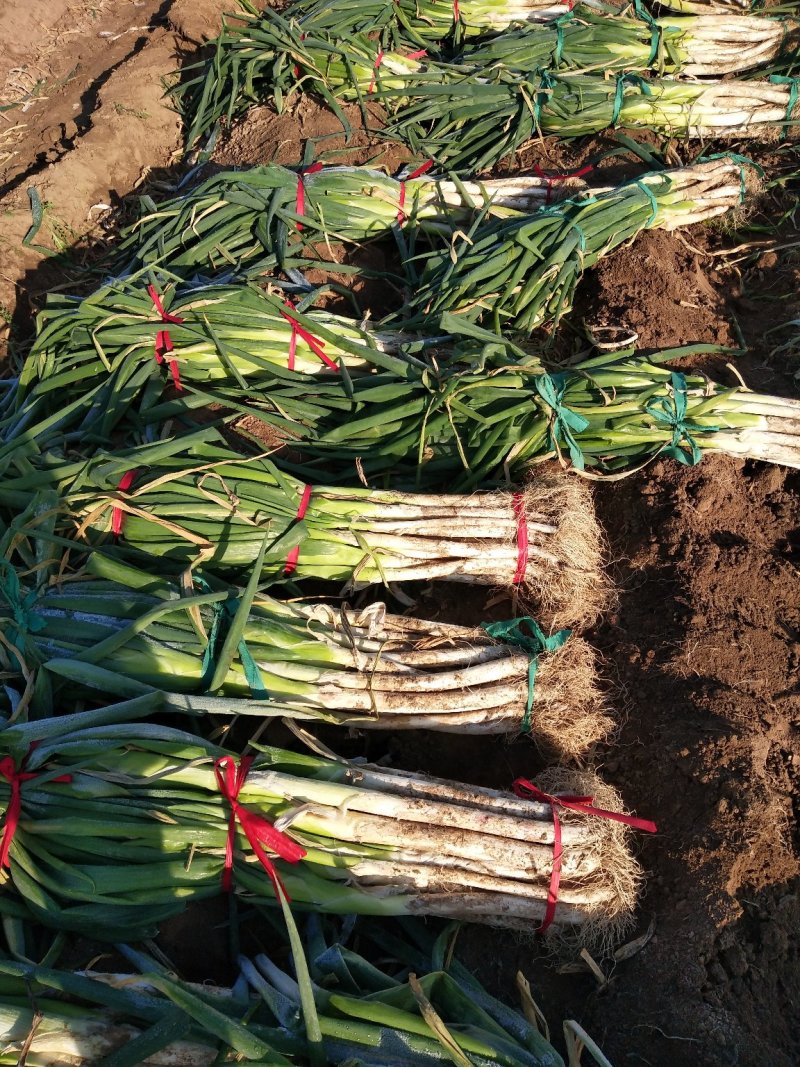 长白大葱，2公分左右，地头装车，40-50葱茎