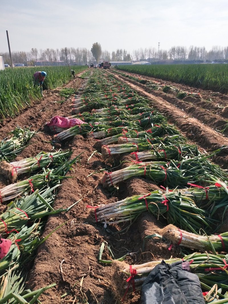 长白大葱，2公分左右，地头装车，40-50葱茎