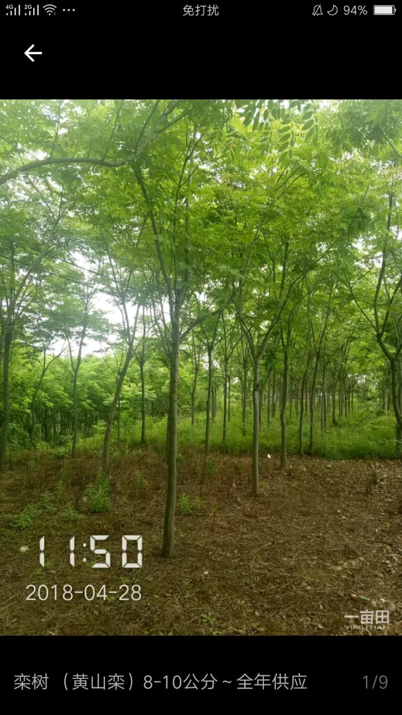 栾树