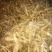 黄精种茎陕西鸡头甜黄精