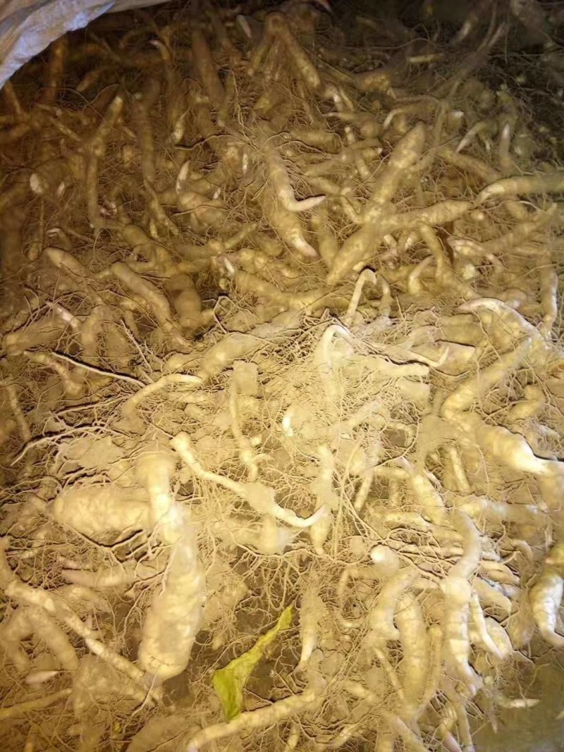 黄精种茎陕西鸡头甜黄精