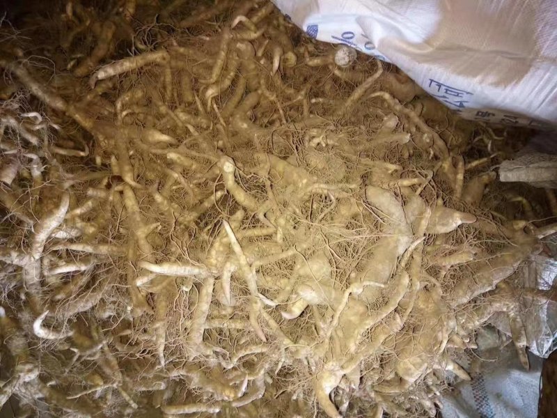 黄精种茎陕西鸡头甜黄精