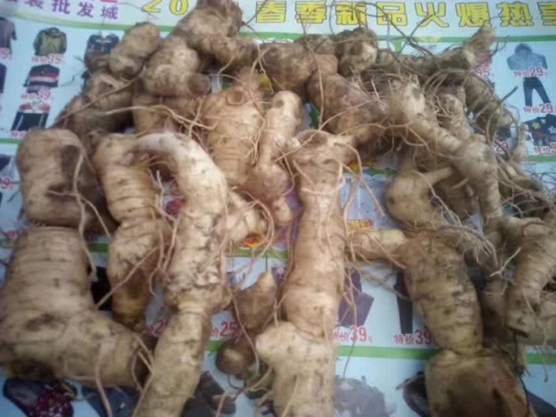 黄精种茎陕西鸡头甜黄精
