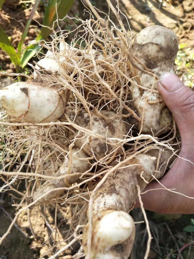 黄精种茎陕西鸡头甜黄精