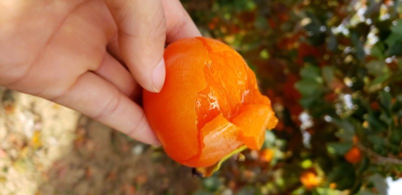 正宗富平柿饼