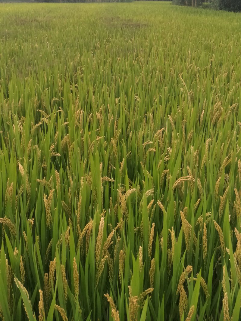苏州吴江二百亩优质粳稻秀水121出售