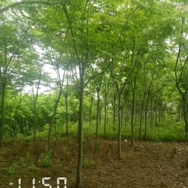 栾树