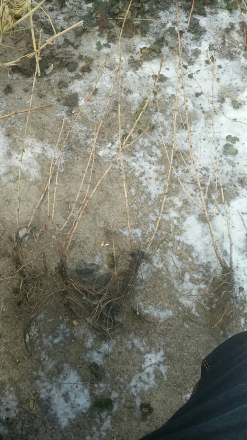 灯笼果苗，新品种大果灯笼果苗，醋栗苗灯笼果五苗当年结果苗