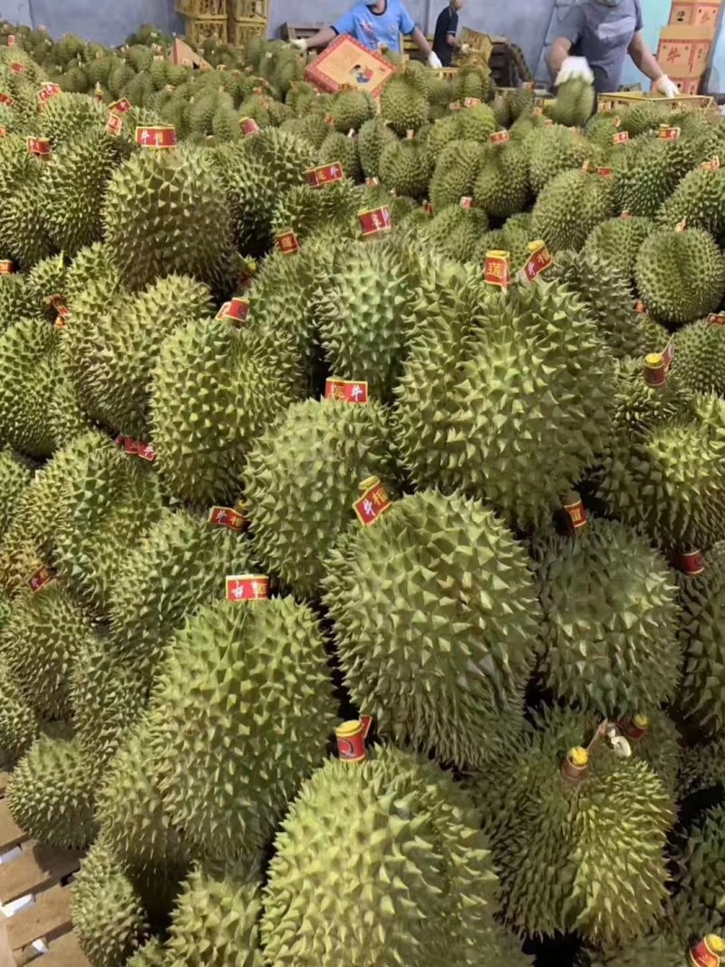 金枕榴莲包邮