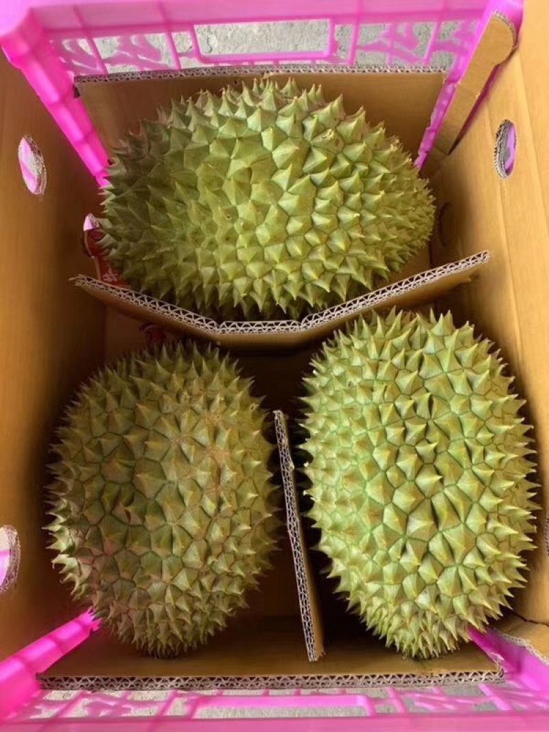 金枕榴莲包邮