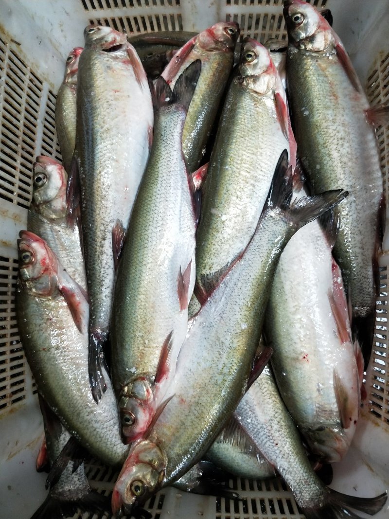 三去白鱼，去鳞，去腮，去内脏