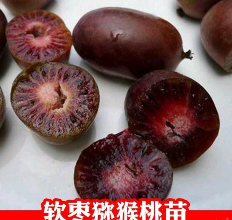 猕猴桃苗：软枣猕猴桃苗，红心猕猴桃苗，黄心猕猴桃苗