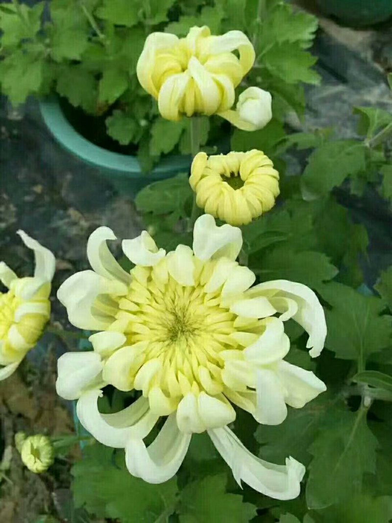 福建漳州菊花基地直发节假日摆花时花颜色多品种齐全