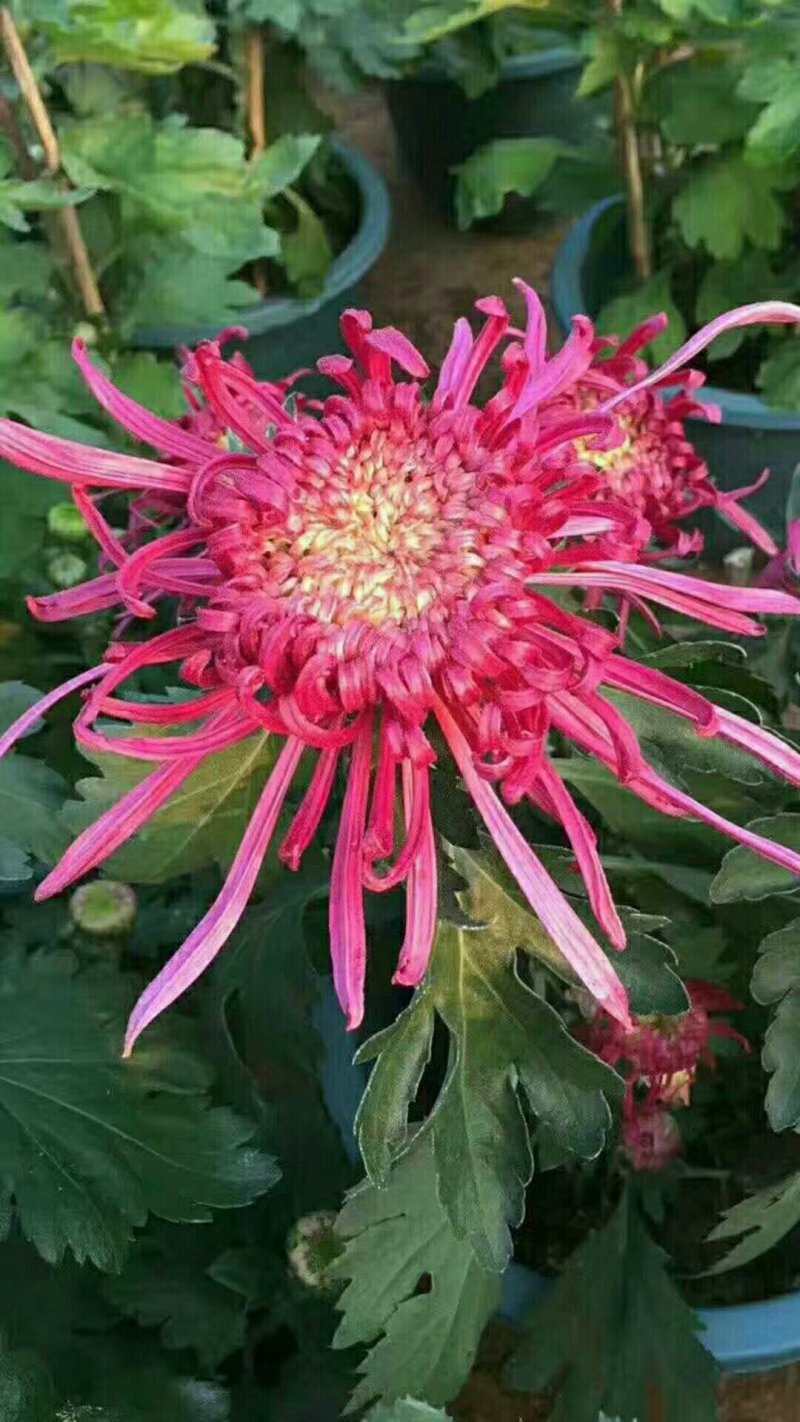 福建漳州菊花基地直发节假日摆花时花颜色多品种齐全