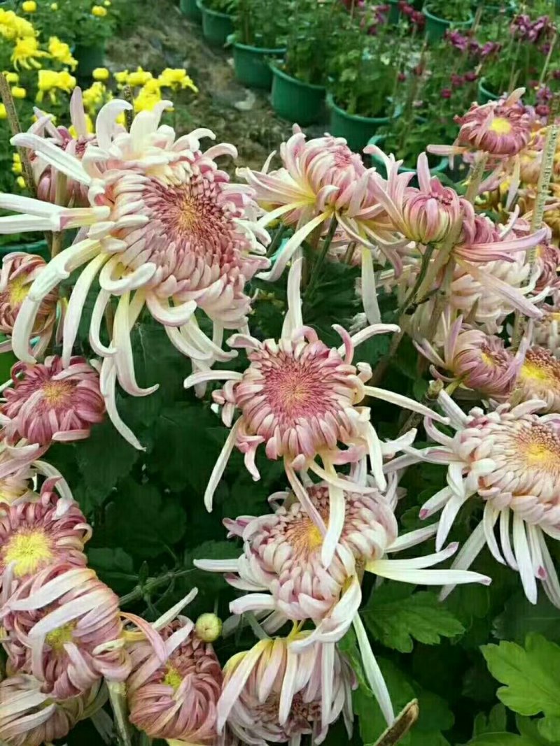 福建漳州菊花基地直发节假日摆花时花颜色多品种齐全