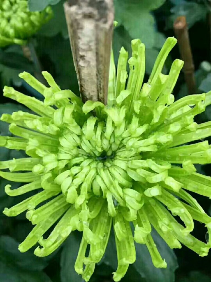 福建漳州菊花基地直发节假日摆花时花颜色多品种齐全