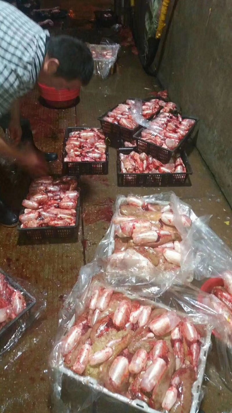 鱼籽，鱼泡