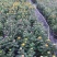 福建漳州菊花基地直发节假日摆花时花颜色多品种齐全