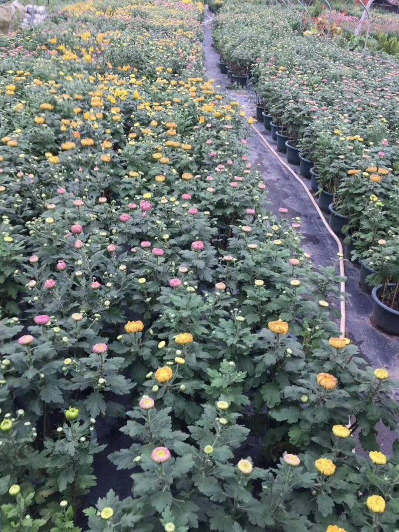 福建漳州菊花基地直发节假日摆花时花颜色多品种齐全