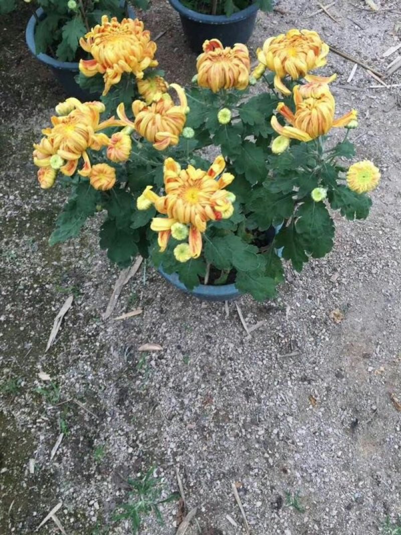 福建漳州菊花基地直发节假日摆花时花颜色多品种齐全