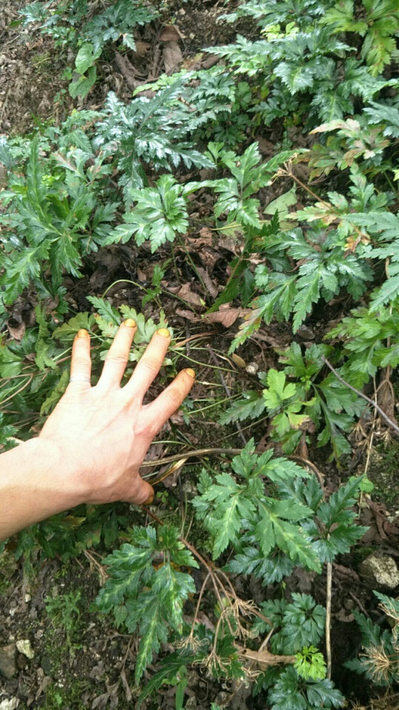 黄连！黄莲！亚连！单支莲