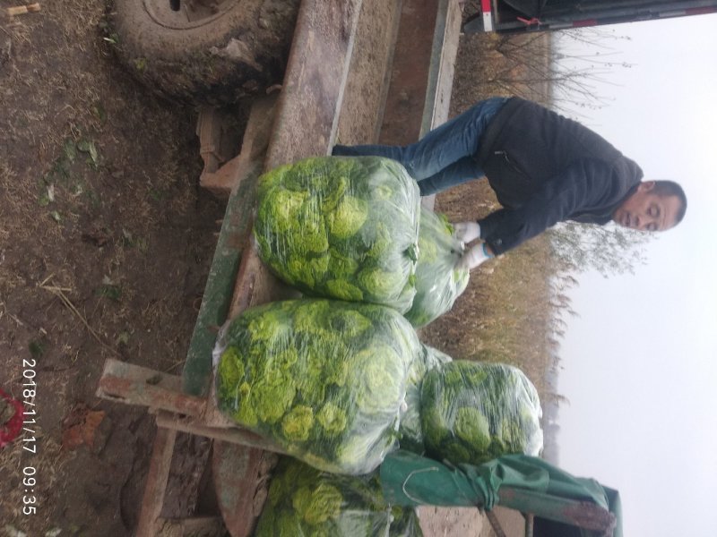 精品黄心菜千亩基地实力供应期待与您合作共赢！