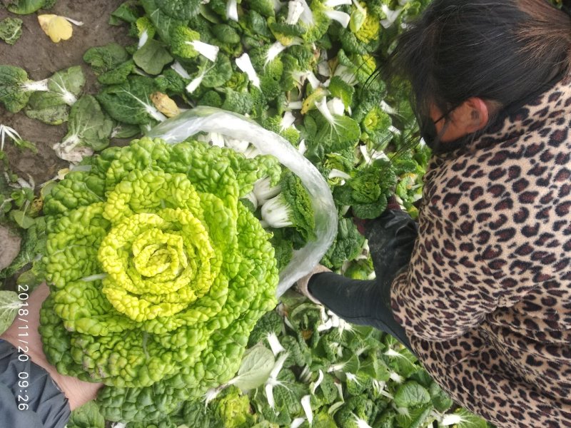 精品黄心菜千亩基地实力供应期待与您合作共赢！