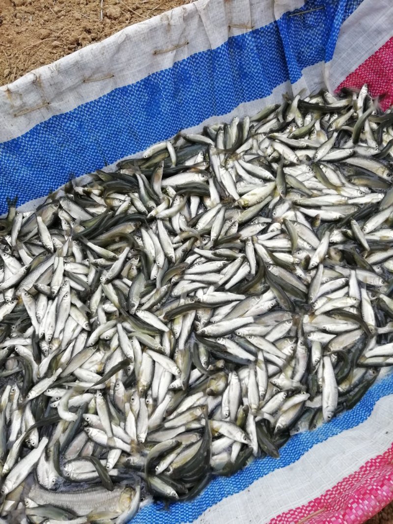 大量出售青鱼苗(螺丝青)，青鱼水花，青鱼夏花寸苗