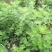 艾草