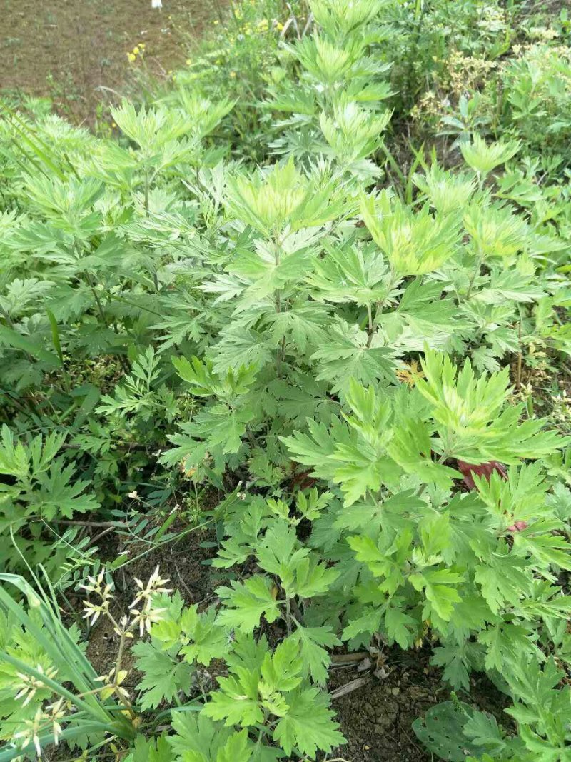 艾草