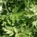 艾草