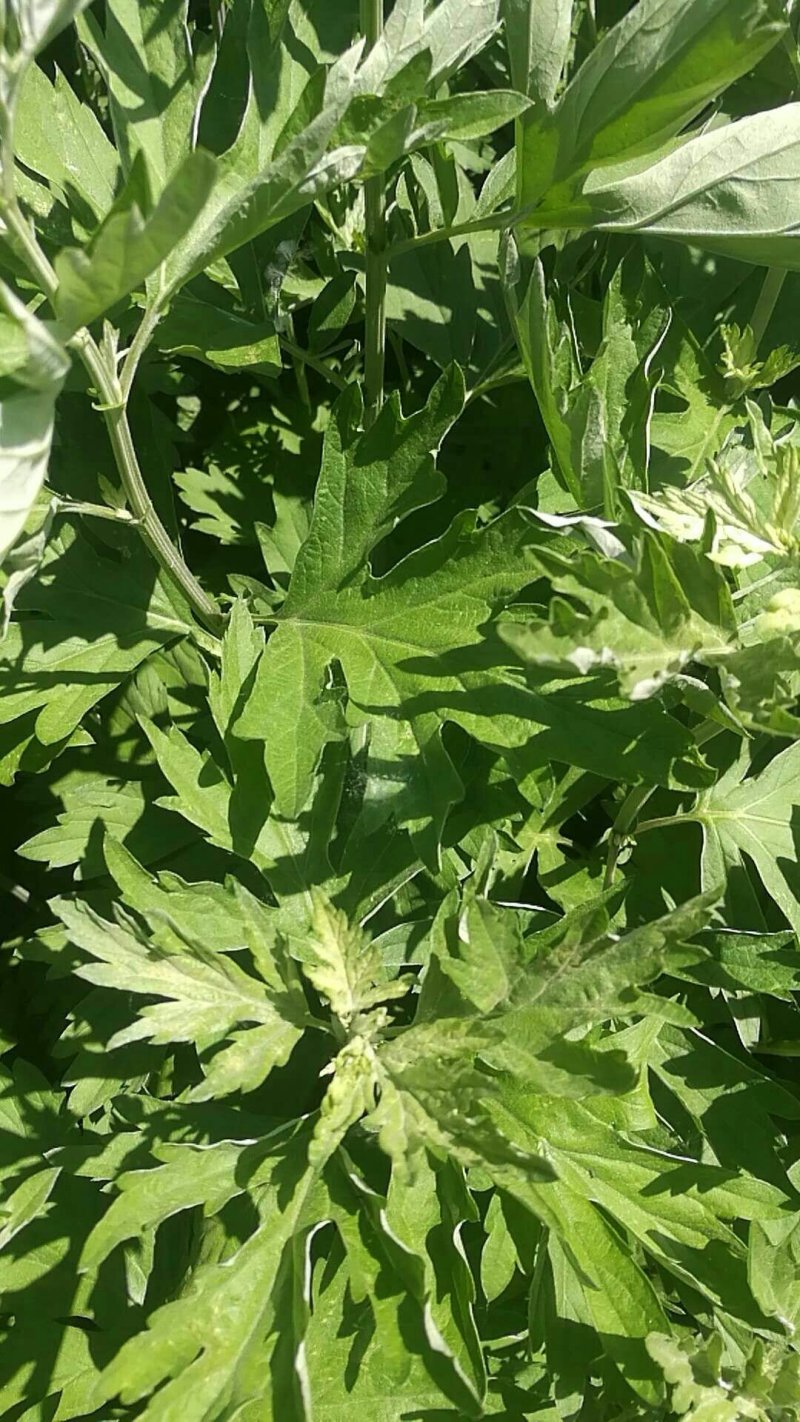艾草