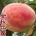 梨树苗，桃树苗，各种小杂果品种齐全