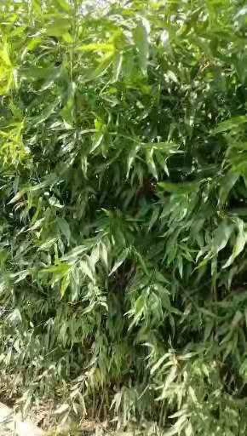梨树苗，桃树苗，各种小杂果品种齐全