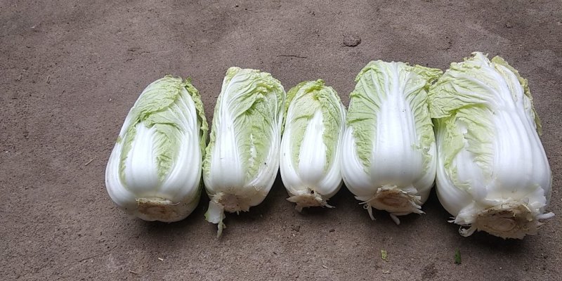 黄金娃娃菜
