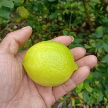 柠檬