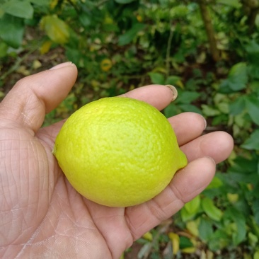 柠檬