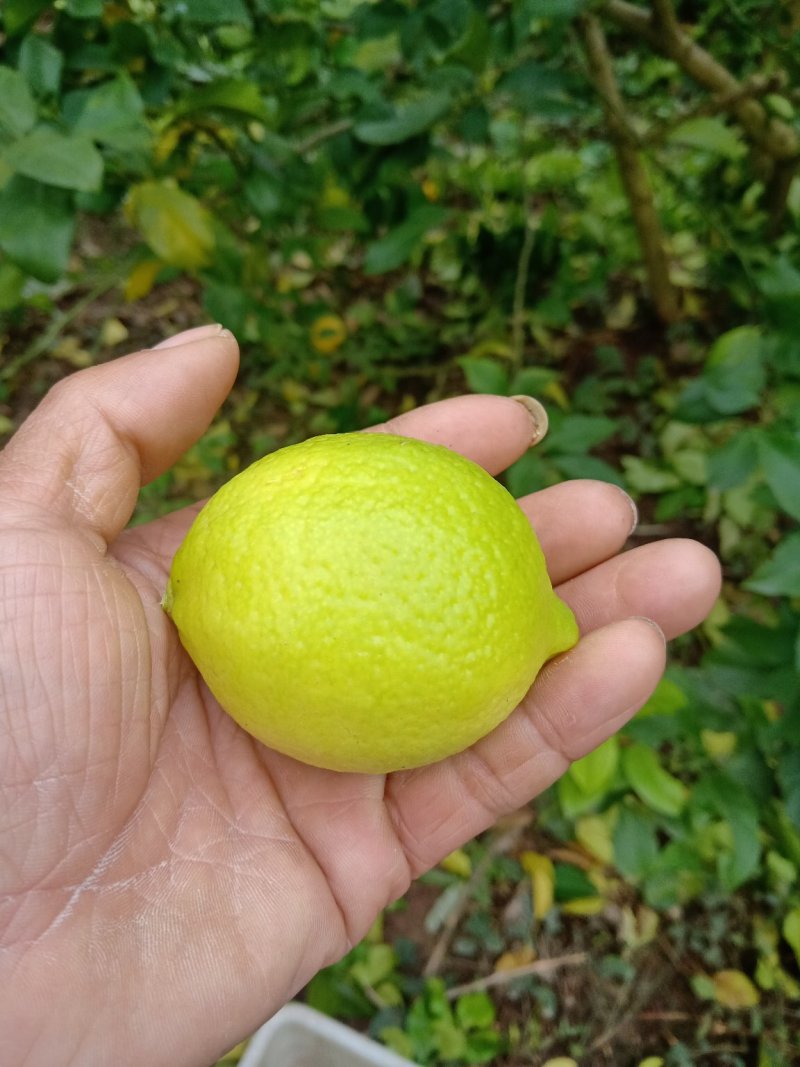 柠檬