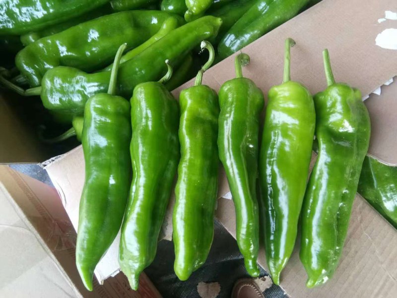 301泡椒，无湖苏椒，罗丝椒，线椒，二泡椒大量热卖中