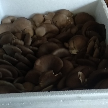 精品平菇