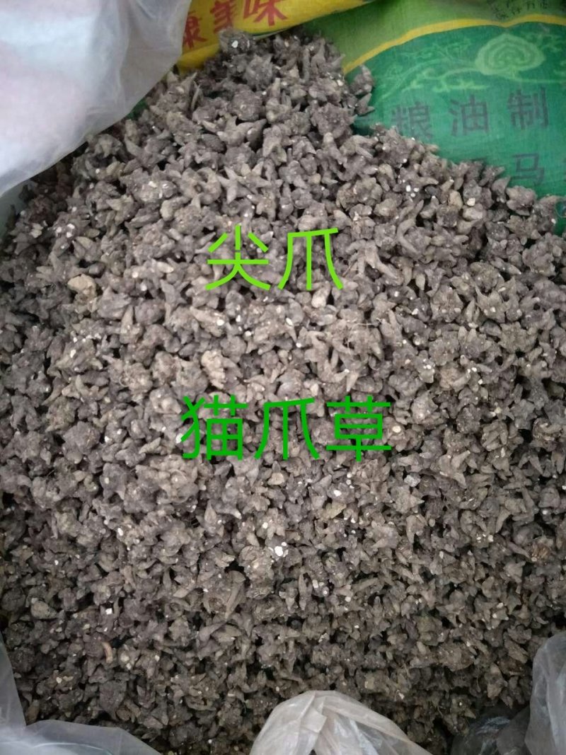 猫爪草中药材