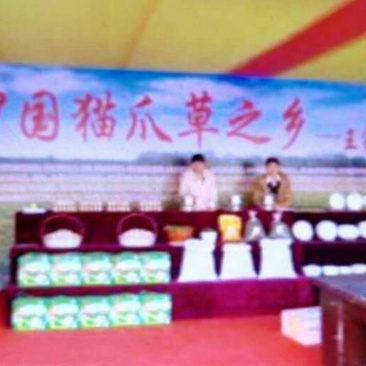 猫爪草中药材