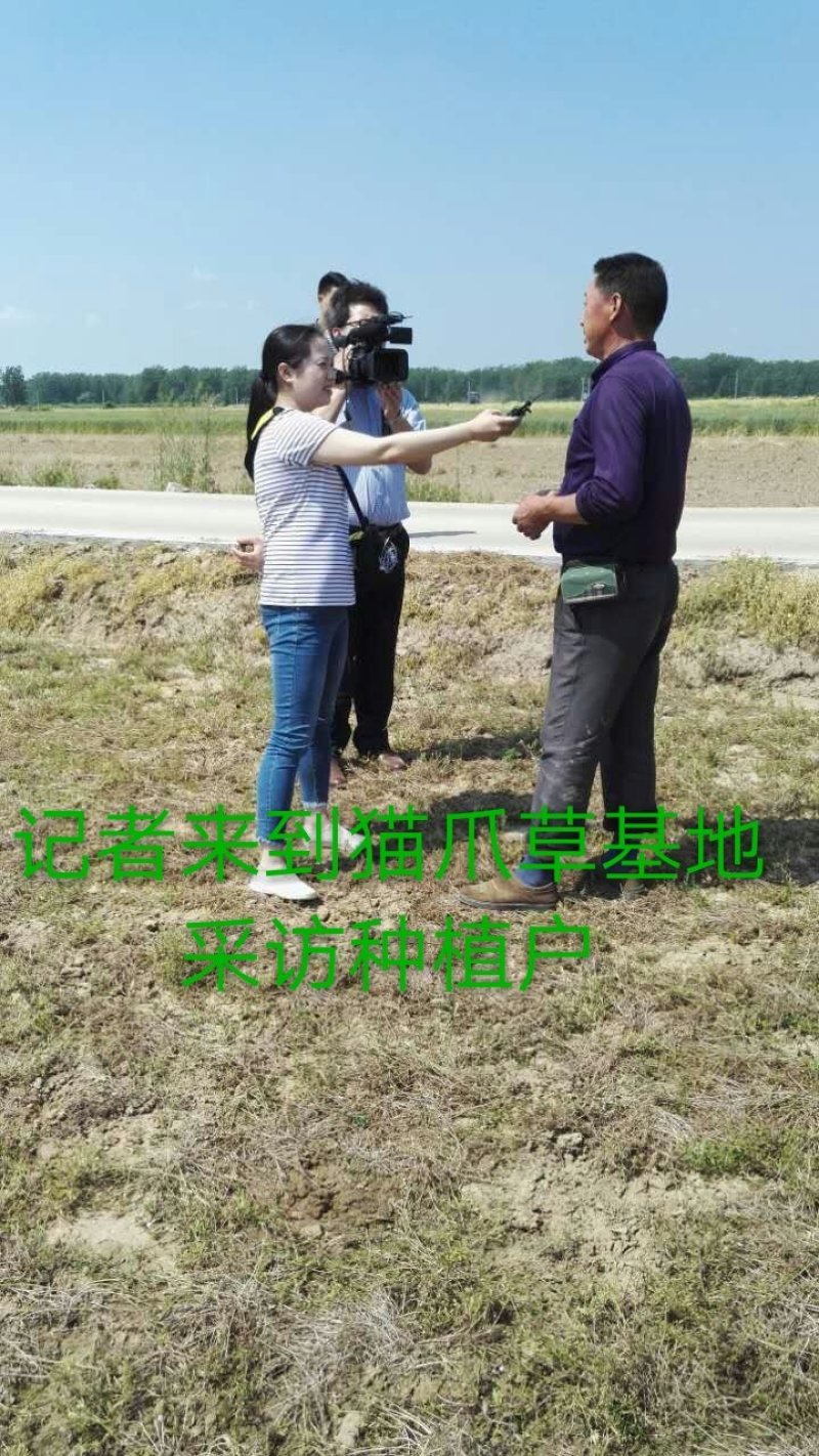 猫爪草中药材
