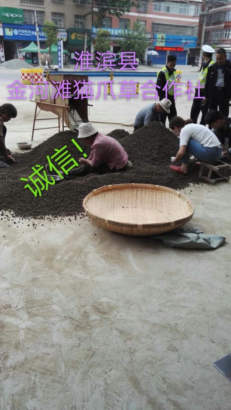 猫爪草中药材